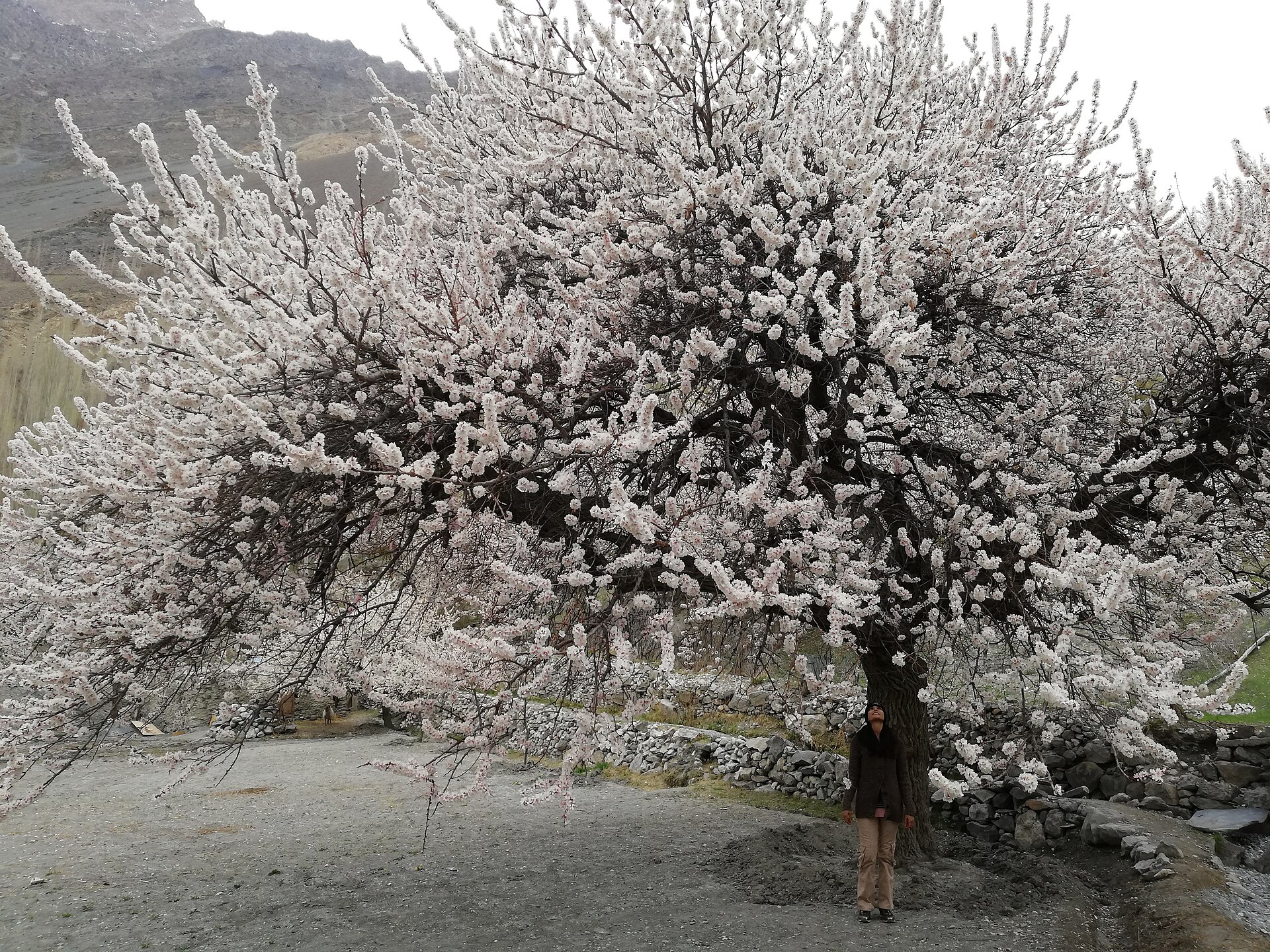 The best months to travel in Hunza Valley