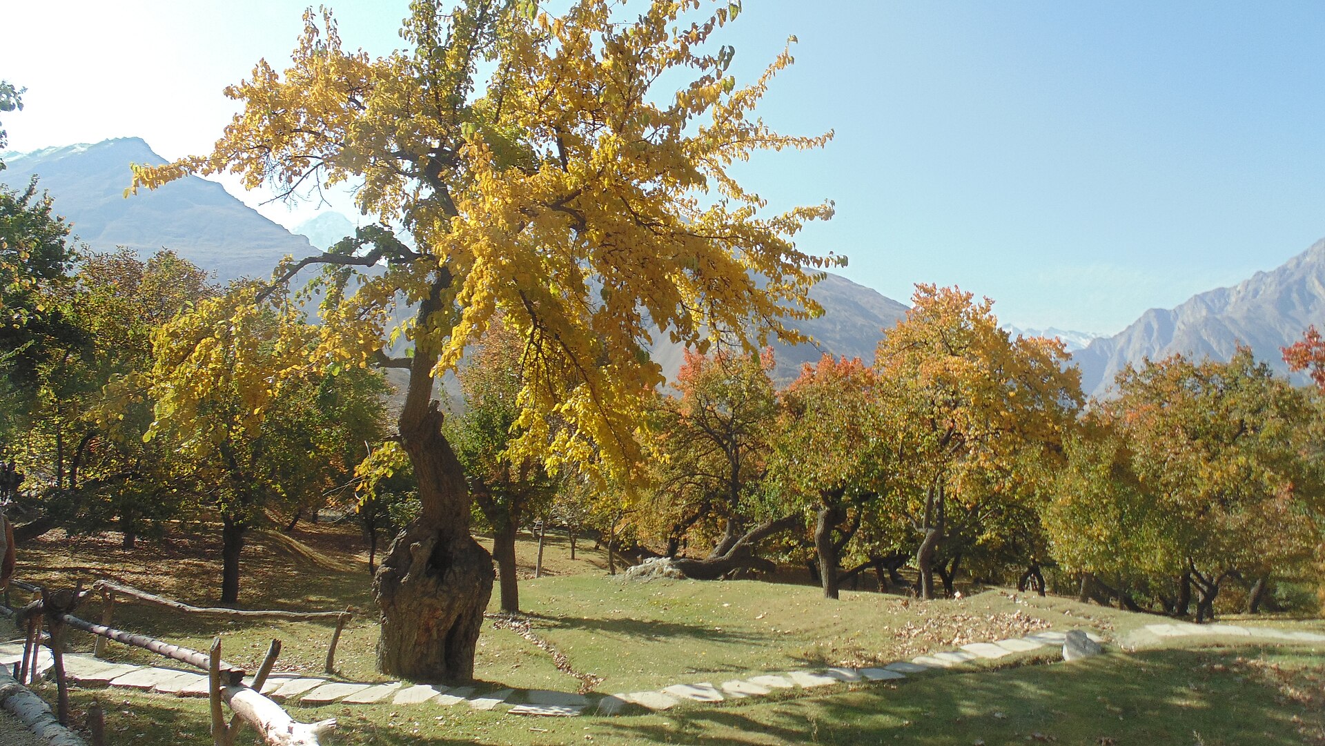 Autumn poplars, Baltistan