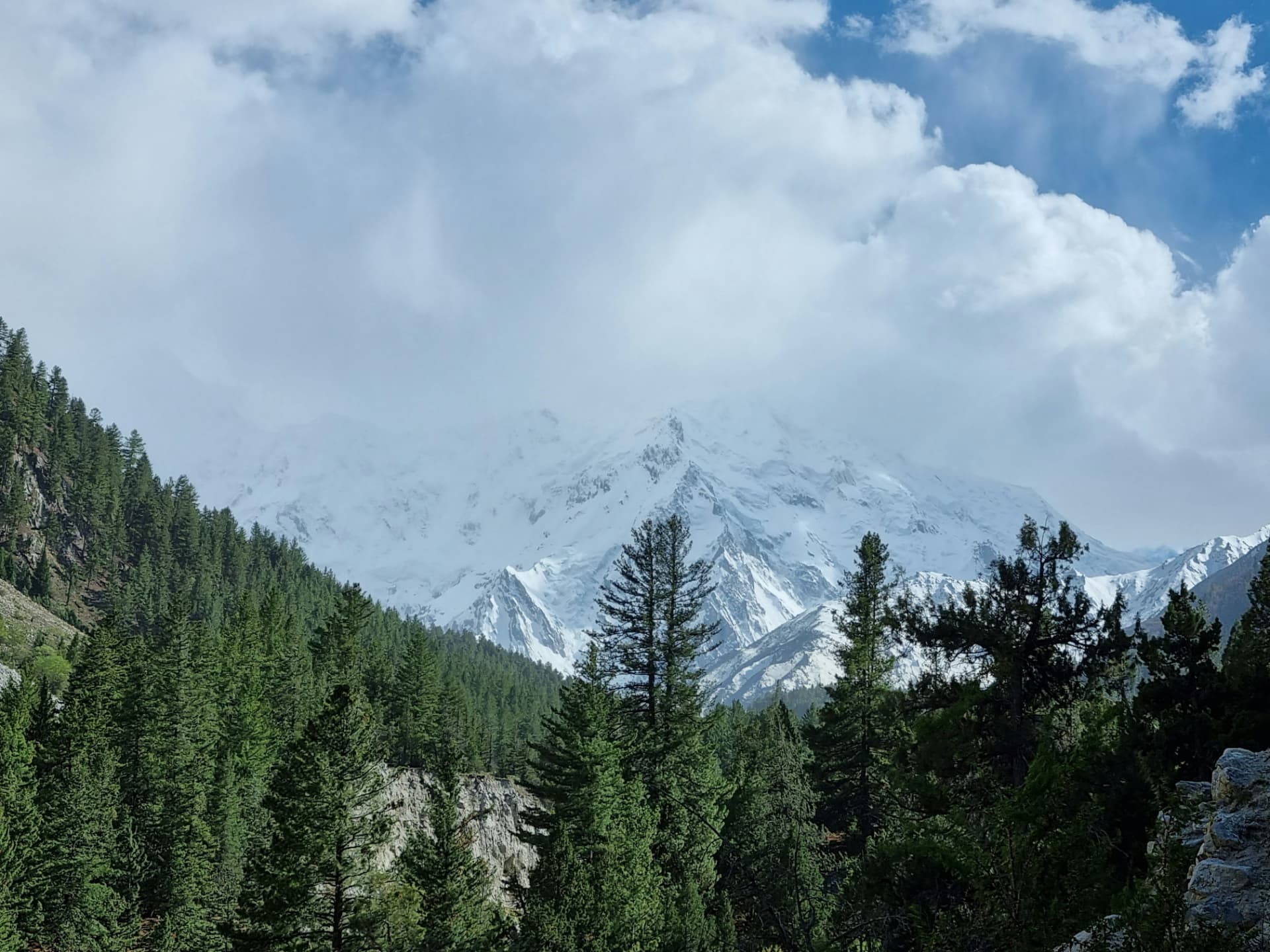 Nanga Parbat through the pines